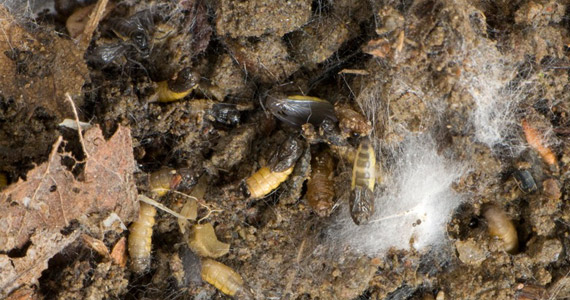 Fungus Gnats In Aiken: Keeping Them Outside Your Home