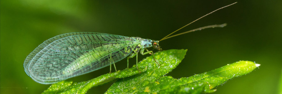 The Green Lacewing - Very effective beneficial insects