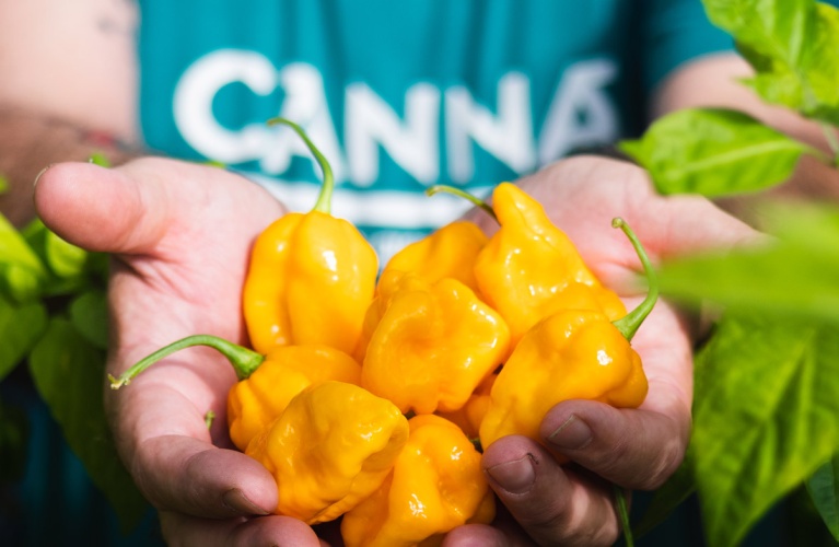 A person in a CANNA shirt holding vibrant yellow peppers against a background of green plant foliage.