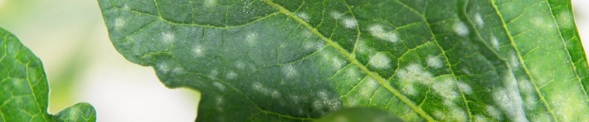 Oidium and mildew