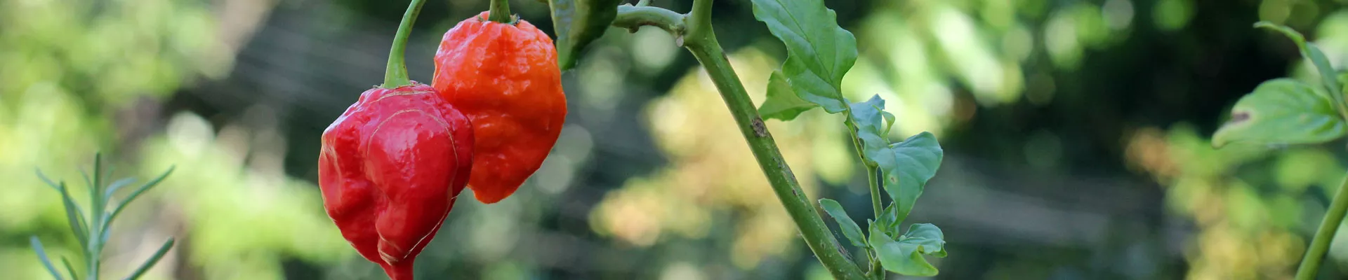 Grow it yourself: Ghost Pepper