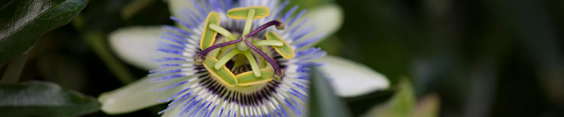 Grow it yourself: Passion Fruit