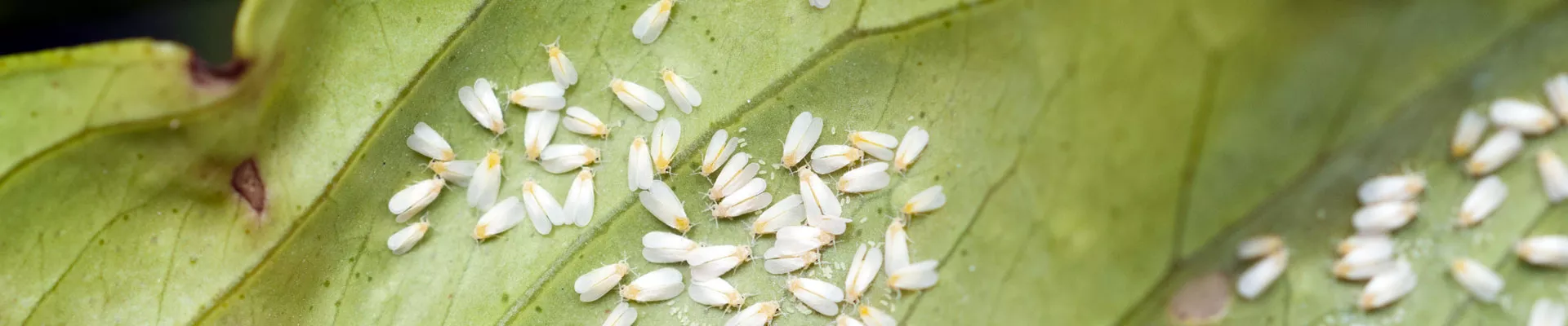 Whitefly Damage and Control