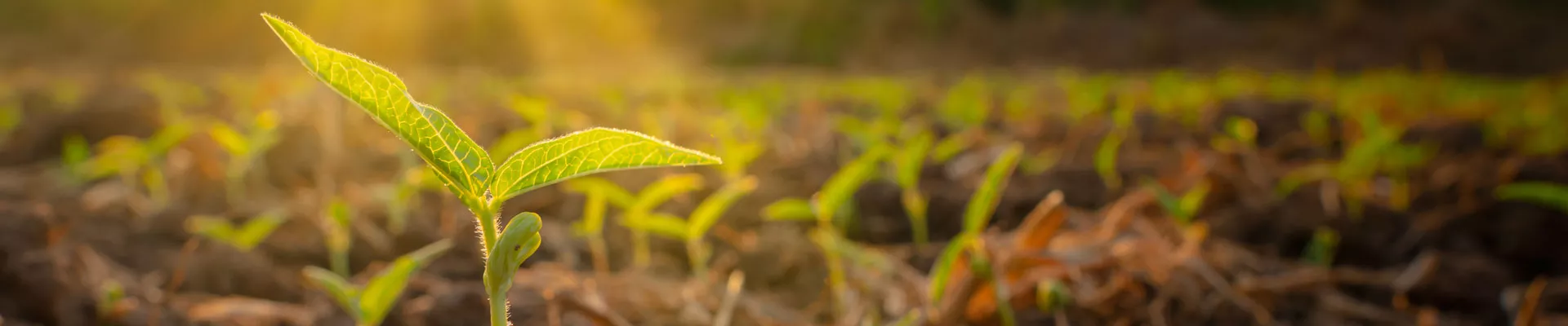 The Basic Structure of Plants