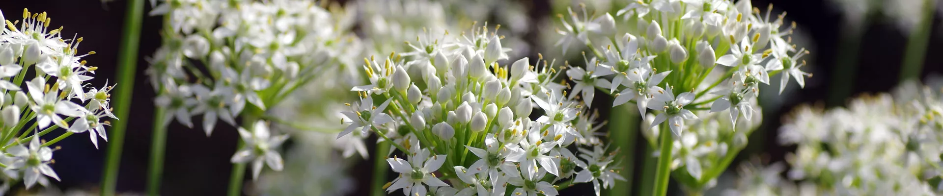 Grow it yourself: Garlic Chives