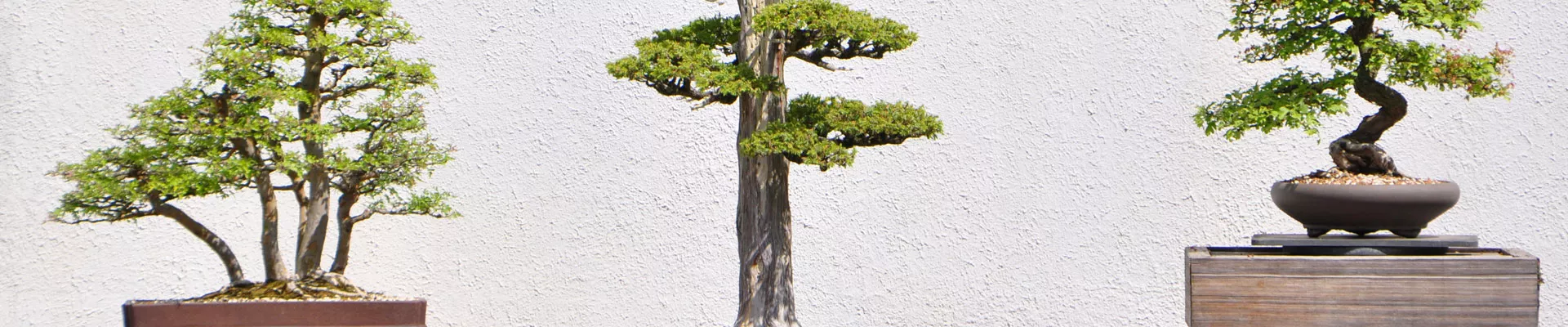 Grow it yourself: Bonsai