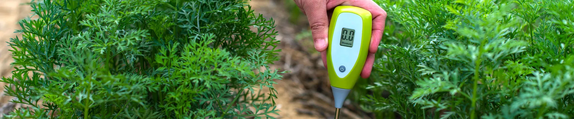 An interactive relationship: Plant and substrate influence on pH and vice versa