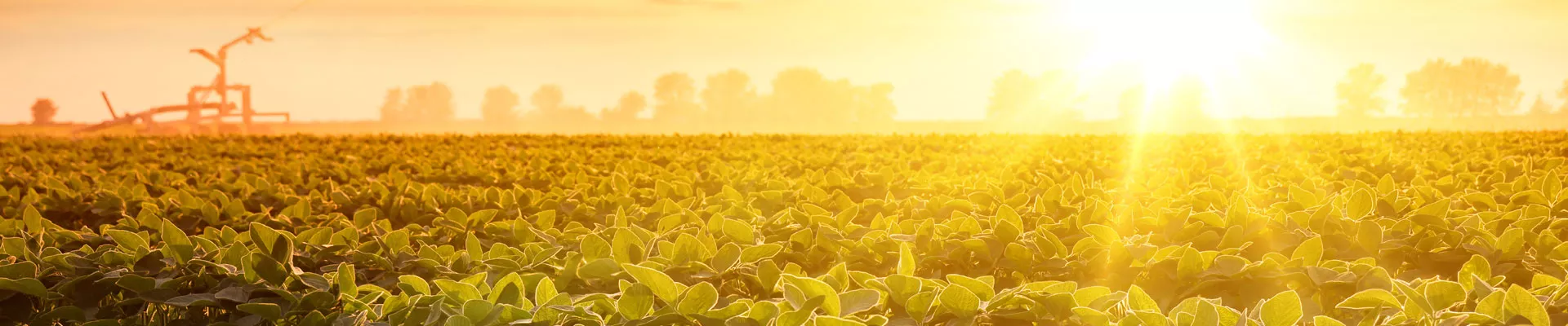 Light and color dependent plant interactions