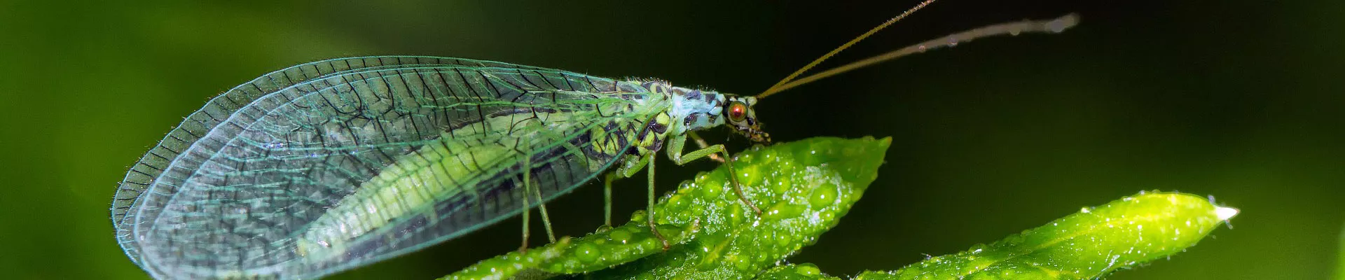 Very effective beneficial insects, the Green Lacewing