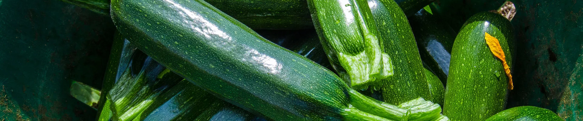 Grow it yourself: Zucchini