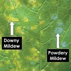 Oidium and mildew