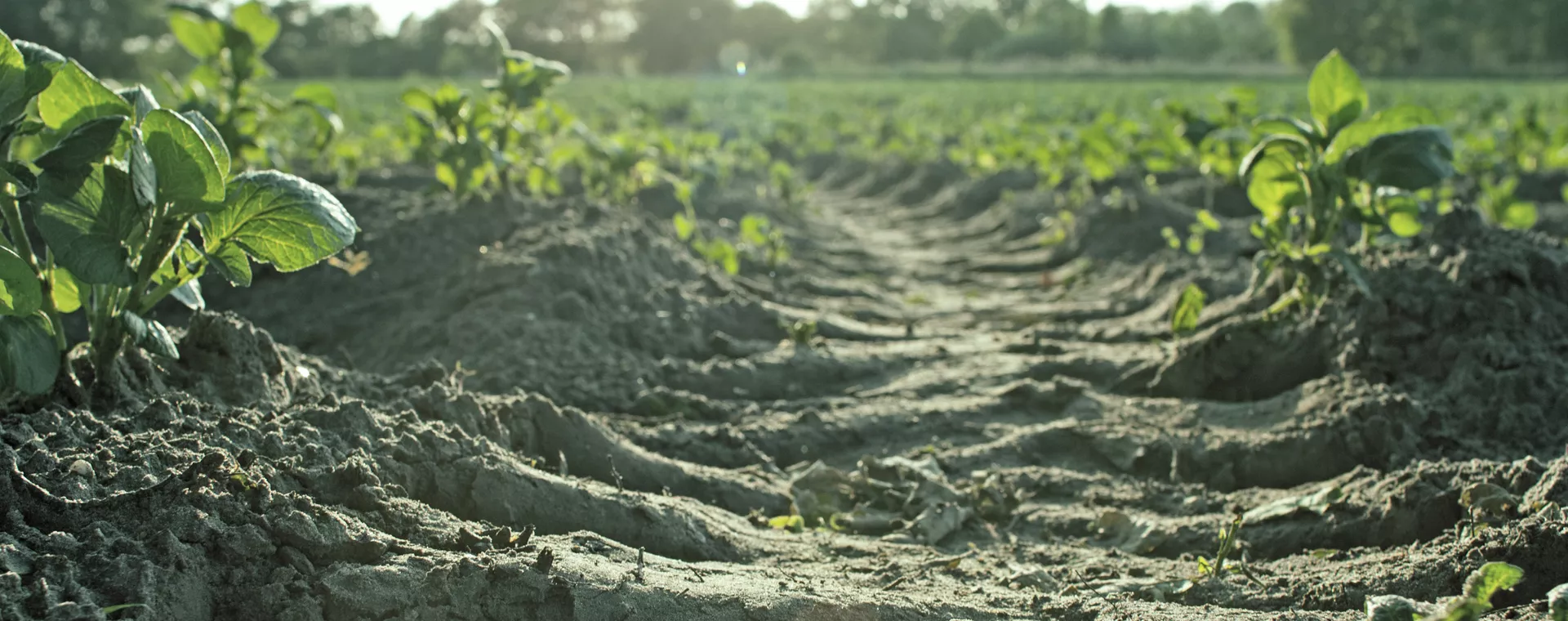 Healthy green plants growing in neat soil rows under sunlight, representing sustainable cultivation with CANNA products.