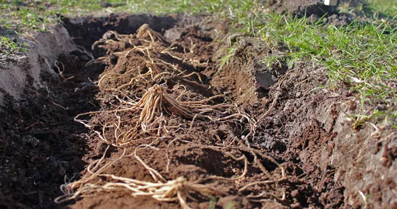 Grow it yourself: Asparagus