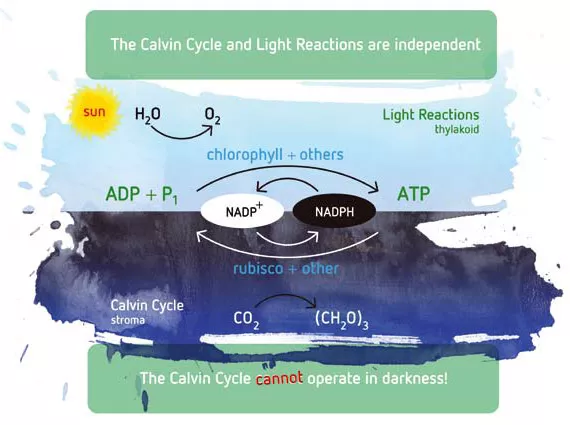 Carbon dioxide's role and management in the growing environment