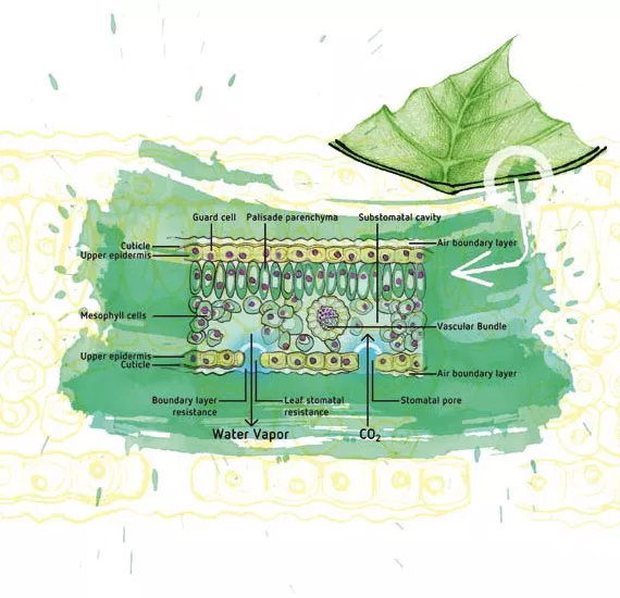 Carbon dioxide's role and management in the growing environment