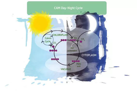 Carbon dioxide's role and management in the growing environment