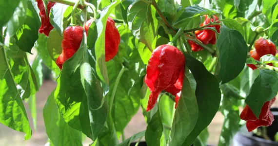 Grow it yourself: Ghost Pepper