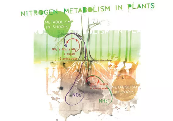 How the Ammonium-nitrate ratio affects your plants