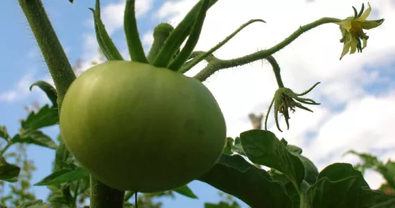 Grow it yourself: Tomatoes