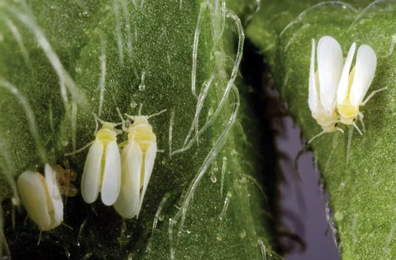 Whitefly Damage and Control