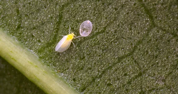 Whitefly Damage and Control