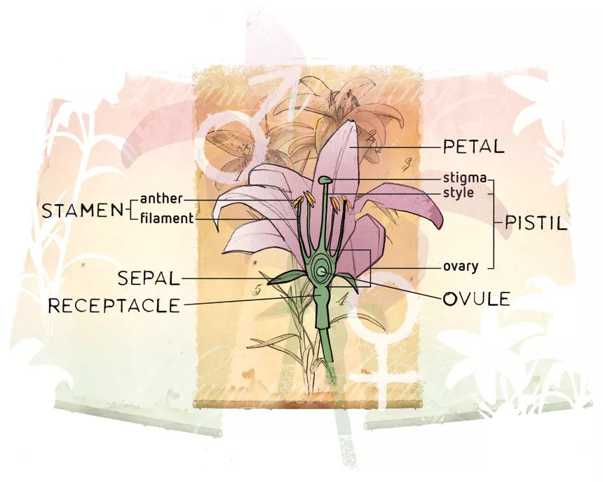 The Basic Structure of Plants