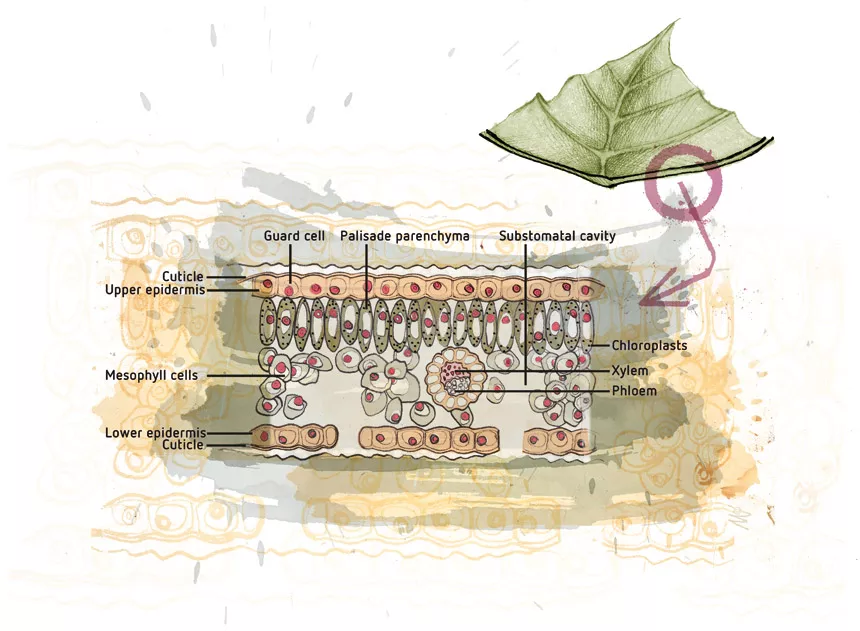 The Basic Structure of Plants