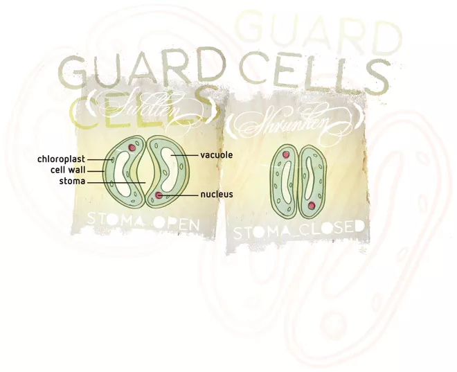 The Basic Structure of Plants