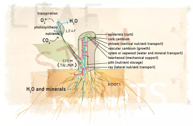 The Basic Structure of Plants