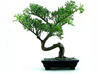 Grow it yourself: Bonsai