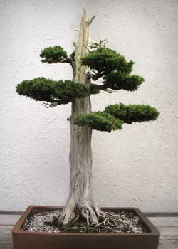 Grow it yourself: Bonsai