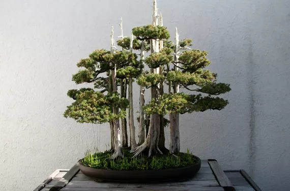 Grow it yourself: Bonsai