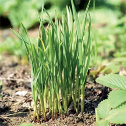 Grow it yourself: Garlic Chives