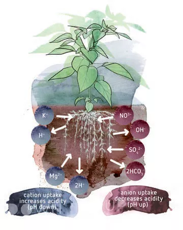 An interactive relationship: Plant and substrate influence on pH and vice versa