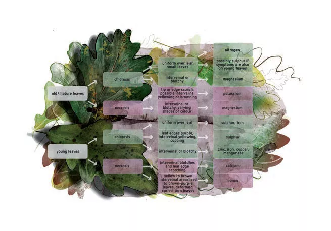 An interactive relationship: Plant and substrate influence on pH and vice versa