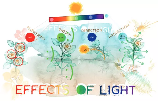 Light and color dependent plant interactions