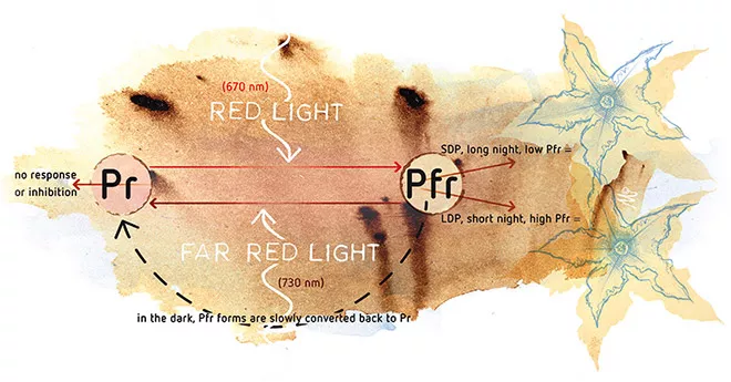 Light and color dependent plant interactions