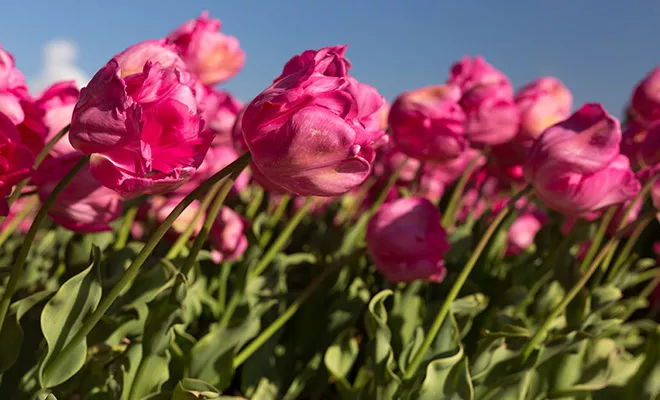 Light and color dependent plant interactions