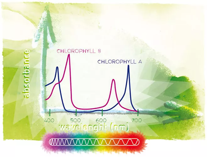 Light and color dependent plant interactions