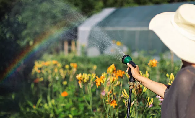 Light and color dependent plant interactions