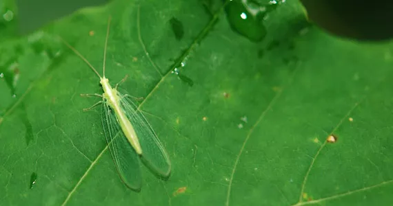 Very effective beneficial insects, the Green Lacewing