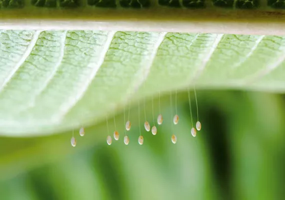 Very effective beneficial insects, the Green Lacewing