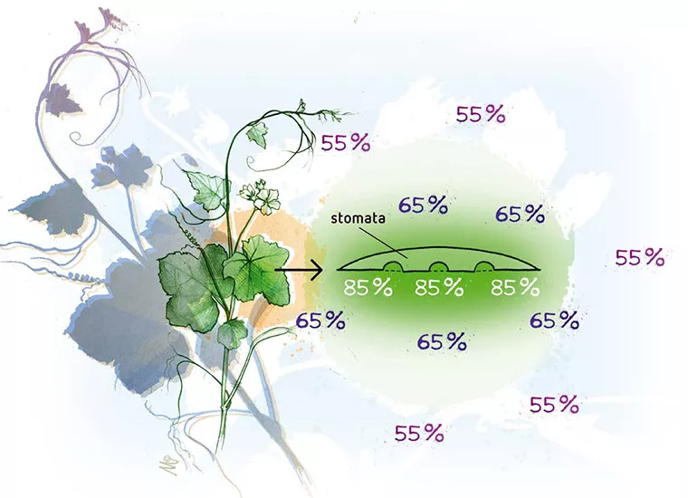 Plant Environment