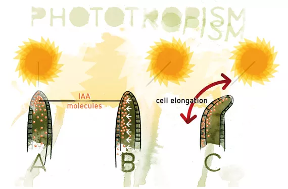 Plant growth regulators - Part 1