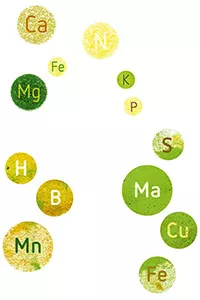 Plant nutrition and nutrient deficiency