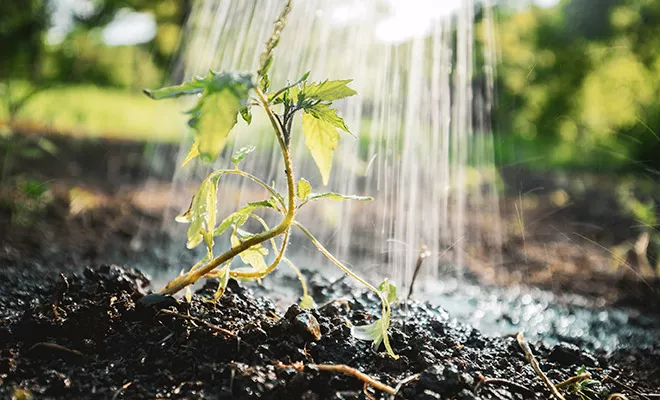 The principles of ideal watering and irrigation