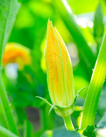 Grow it yourself: Zucchini