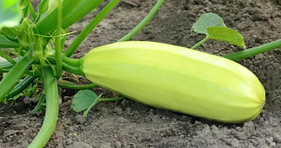 Grow it yourself: Zucchini