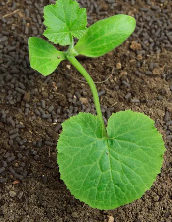 Grow it yourself: Zucchini