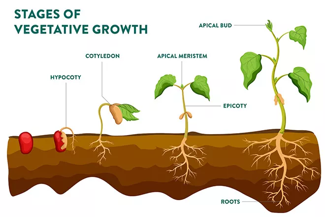 Plant botany and the veg to flower transition